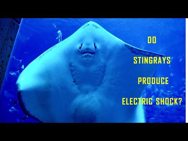 I Spy Stingray Challenge - Animal facts / Brainteaser [ Spot and Find Puzzles ]