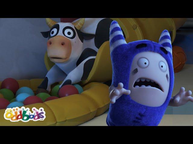 Cows Just Wanna Have Fun  | Oddbods Cartoons | Funny Cartoons For Kids