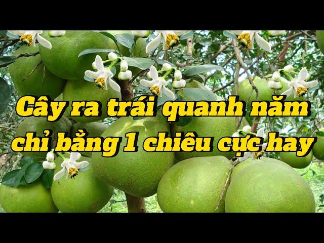 EP 151 : Chỉ cần 1 chiêu duy nhất mà cây sẽ ra bông ra trái quanh năm hãy áp dụng ngay cách này nhé!