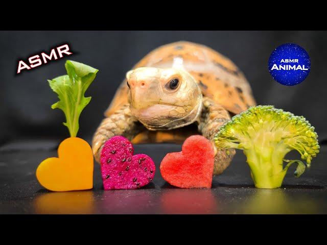 ASMR Mukbang Eating 4 Foods  Turtle Tortoise 117