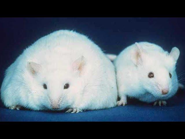 The Cre-loxP Technique (Transgenic Mice)