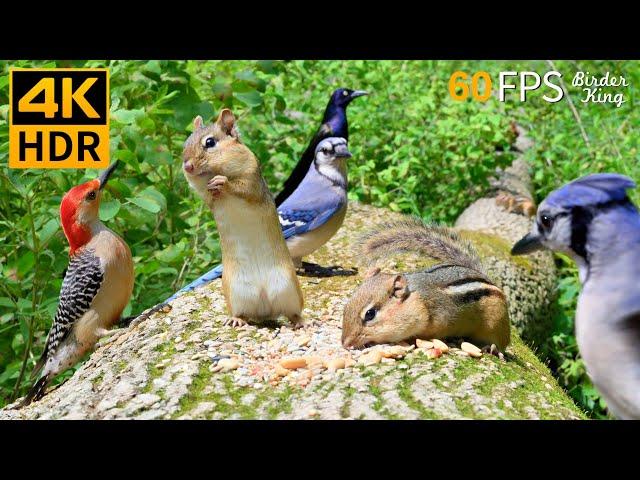 Cat TV for Cats to Watch  Funny Chipmunks Birds Squirrels  8 Hours 4K HDR 60FPS