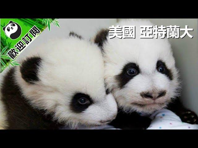 [全球熊貓大拜年]美國亞特蘭大動物園 | iPanda熊猫频道