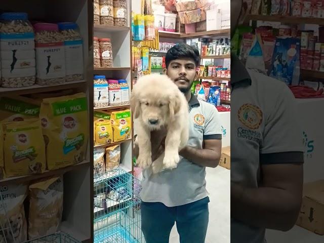 massive Golden retriverfor more details # contact modern pets #goldenretriever #bbsr # #goldenre️