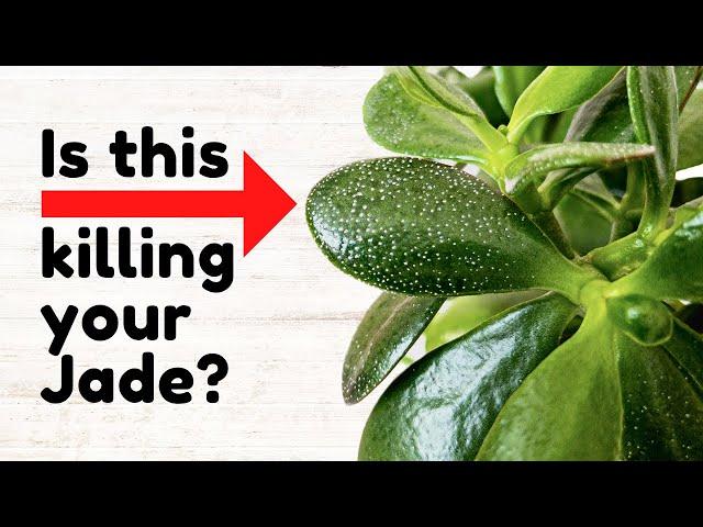 I Stopped Killing My Jade Plant Once I Knew This