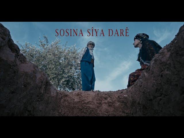 Sosina Siya Darê - Mehmûd Berazî  | Official Music Video © 2024