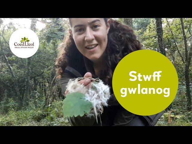 Stwff gwlanog | Coed Lleol (Small Woods Wales)