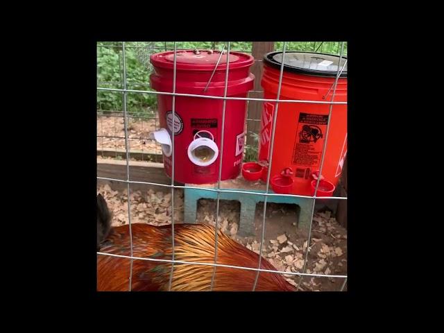 Introducing the new rooster “Tweety” or as my wife calls him “Beast” due to his size and attitude ￼