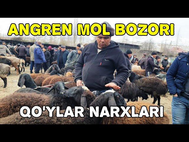 ANGREN. QO'CHQORLAR VA SOVLIQ QO'YLAR NARXLARI