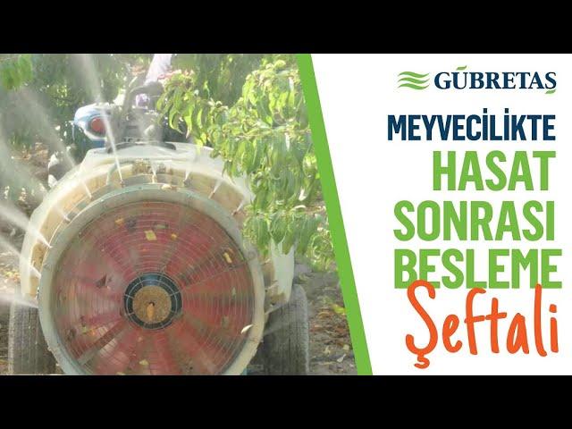 Meyvecilikte Hasat Sonrası Besleme: ŞEFTALİ | Bursa