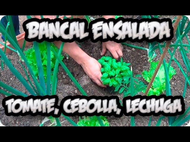 Bancal Ensalada Tomate Cebolla Lechuga Asociacion De Cultivo || La Huertina De Toni