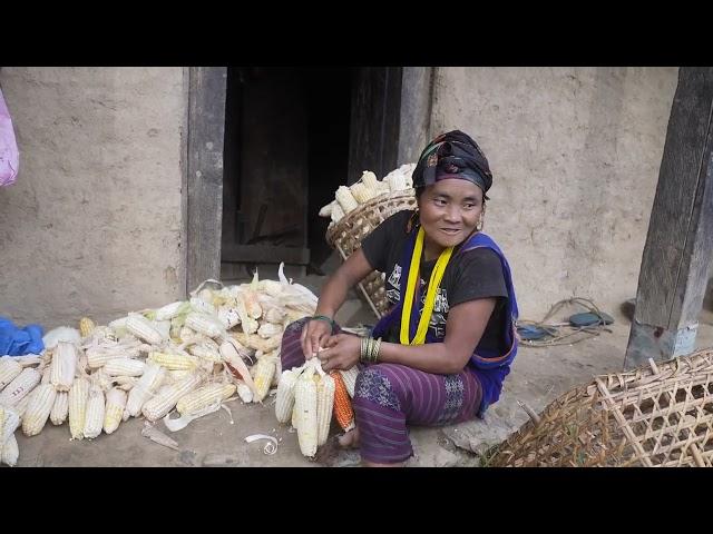 Harvesting technology of maize in village || Rural life