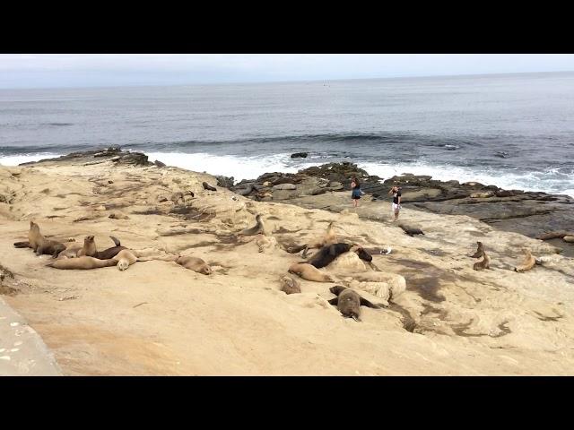 Ellen Browning Scripps Park La Jolla by the Sea Sunday Aug 18 2019 at 10 AM