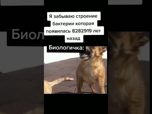 хих это школа #memes