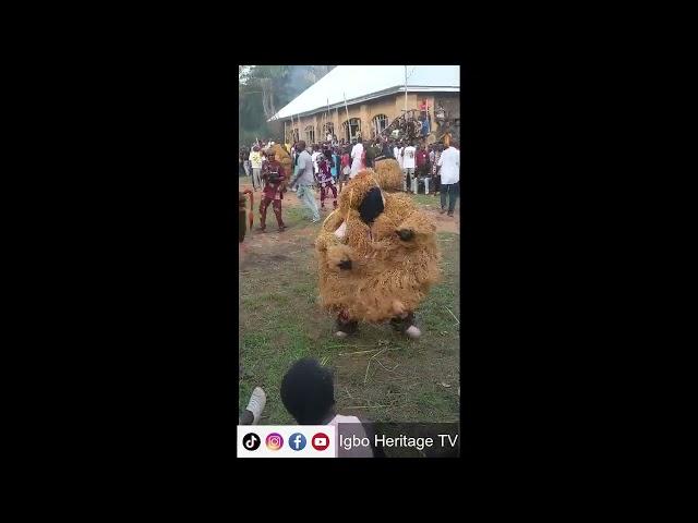 Igbo Masquerade dances ichaka during cultural festival | Igbo Heritage TV