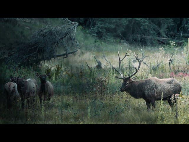 Incredible First ELK Encounter Of 2024