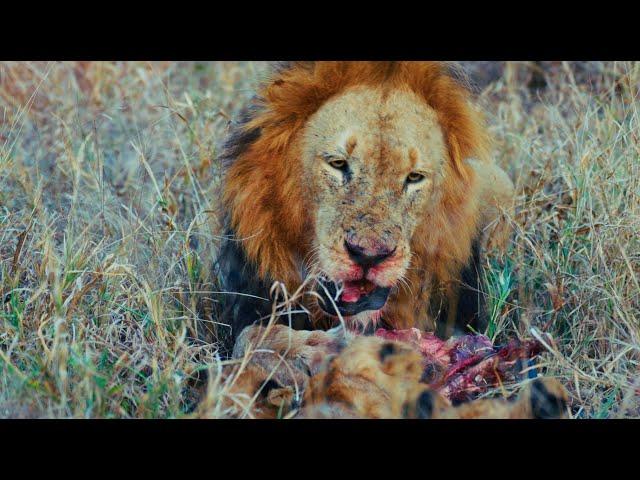 Will Red Road Let the Lion Cubs Eat?