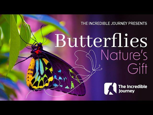 The Beauty of Butterflies – Evidence of a Master Designer