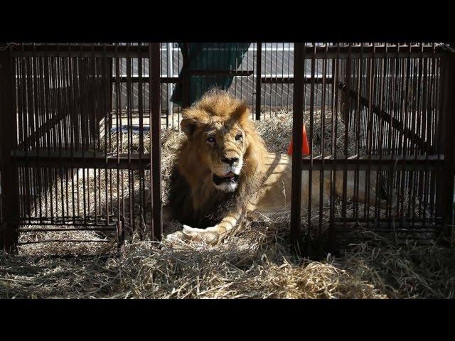 Rescued Circus Lions Get a Chance at a New Life