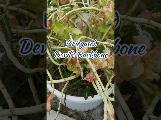 Variegated Devil's Backbone #plants