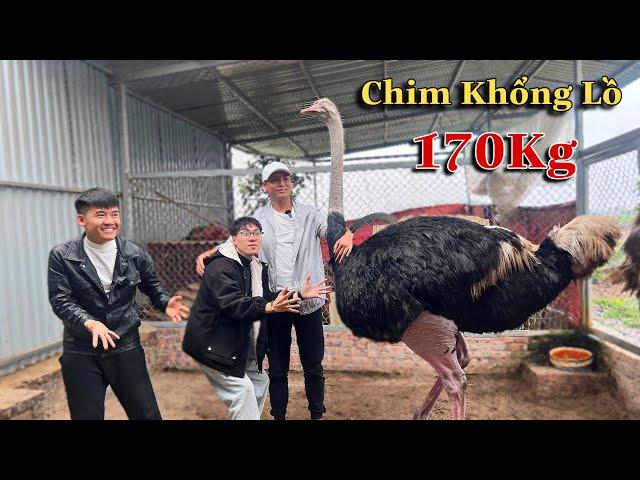 Dương KC | Bất Ngờ Khi Thấy Đà Điểu Khổng Lồ Tại Nhà Anh Quế Nghịch TV Và Anh Hưng Vlog