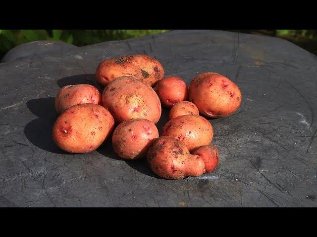 Картофель без копки (на целине) - собираем урожай