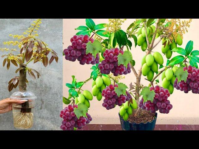 New Techniques for Reproducing Mango Tree in Grapes Fruit Get fruit fast | Growing  Mango Tree