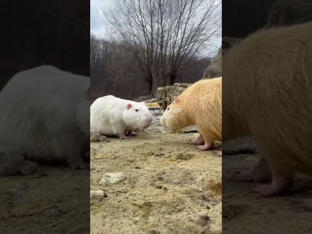 CUTE ANIMALS IN KHARKIV, UKRAINE #pets #zoo  #nature #ukrainenews #ukrainewar #ukrainewarlatest