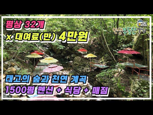 태고의 숲과 천연 계곡을 가진 임야 1500평 + 펜션 + 식당 + 매점 매매 ! 평상 32개 대여료 4만원 여름수익