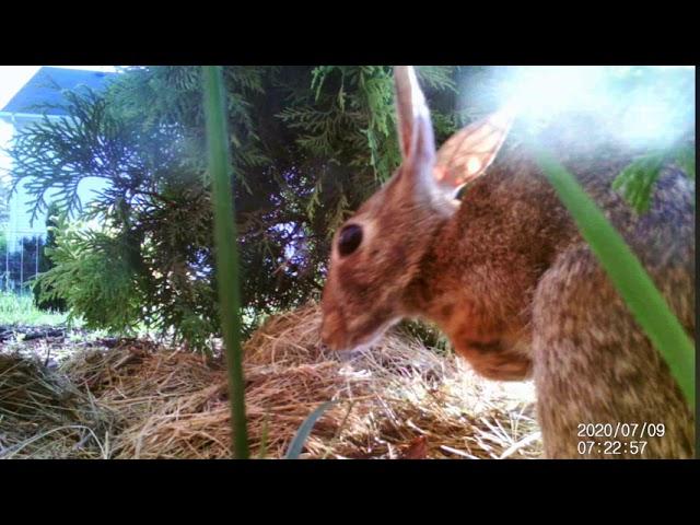 2020 Baby Bunnies Rabbit Nest