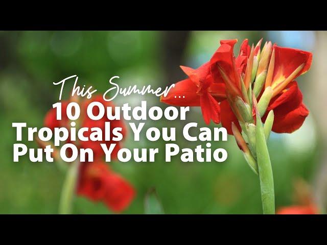 10 Outdoor Tropical Plants For Your Patio This Summer