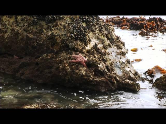 Tide Pools