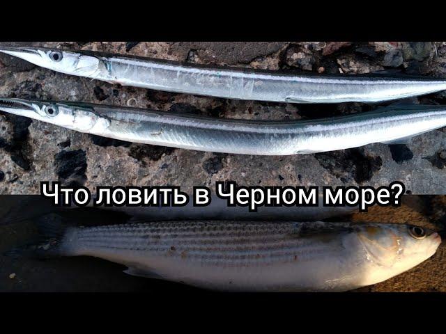 Какую рыбу и когда ловить на Черном море ?