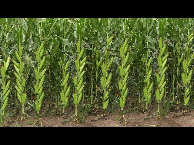 मक्का की खेती | 2023 में बरसाती मक्के की खेती | Makka Ki Kheti | Corn Farming