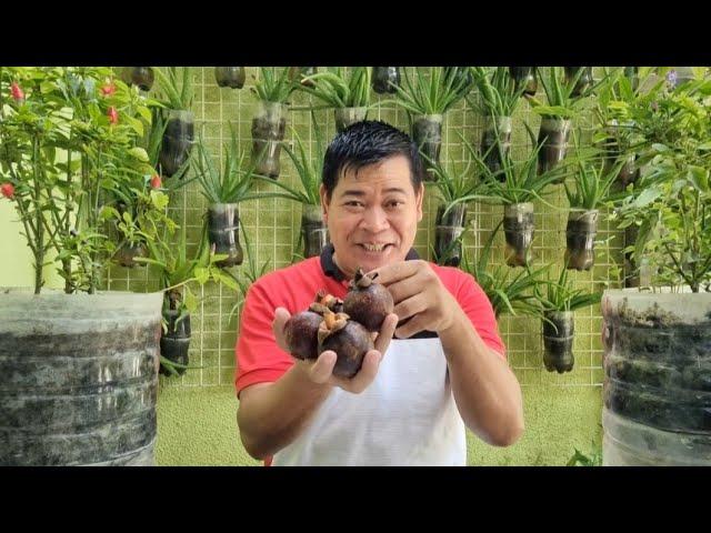 MANGOSTEEN: MADALING ITANIM SA TIMBA, PATUBUIN AT ALAGAAN