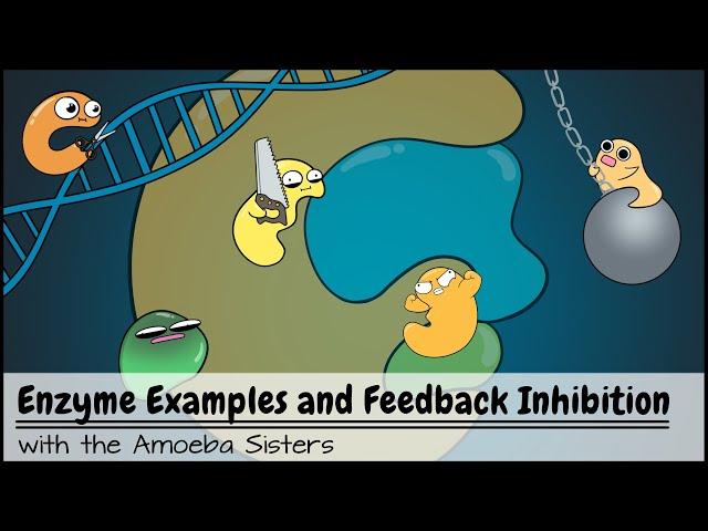 Enzyme Examples, Cofactors/Coenzymes, Inhibitors, and Feedback Inhibition