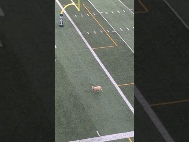 Sheep scores touchdown at the #Riders game!