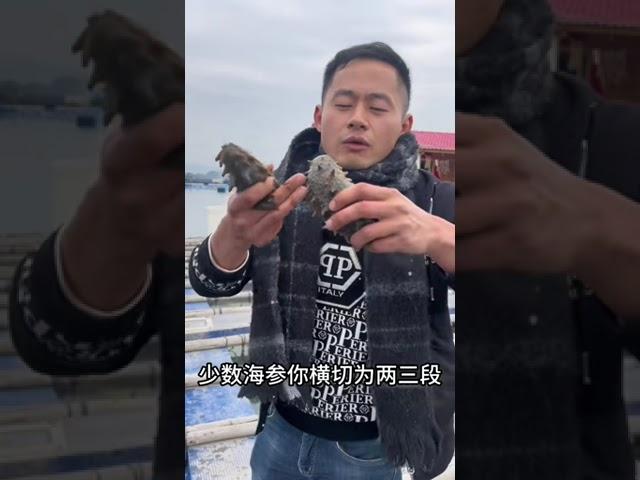 【阿向赶海】千鲜之城的海参 送礼首选  #海钓 #赶海 #阿向趕海 #海参