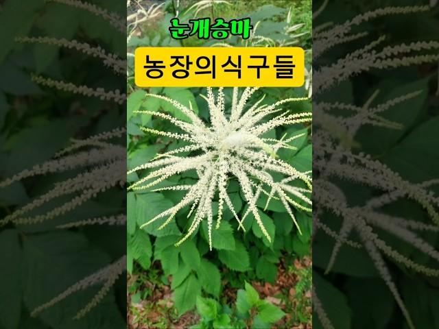 농장의 식구들 2차 #자연인 #힐링  #식물 #구독과좋아요