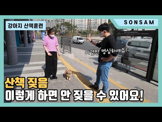 산책할 때 공격적으로 짖는 강아지 훈련방법 (Feat. 푸들 큐피)