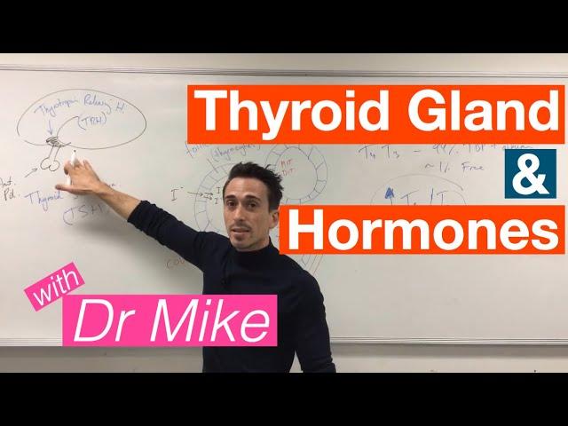 Thyroid Gland and Hormones