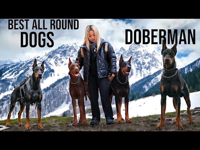 The Biggest Doberman Pinscher Trainer In Europe