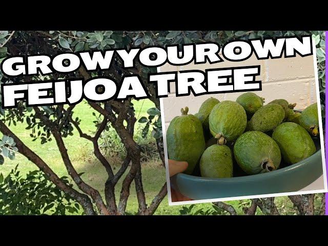 Growing a FEIJOA TREE from planting to harvest