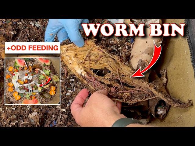 Huge Worm Bin Feeding Plus One Strange Item! | Vermicompost Worm Farm