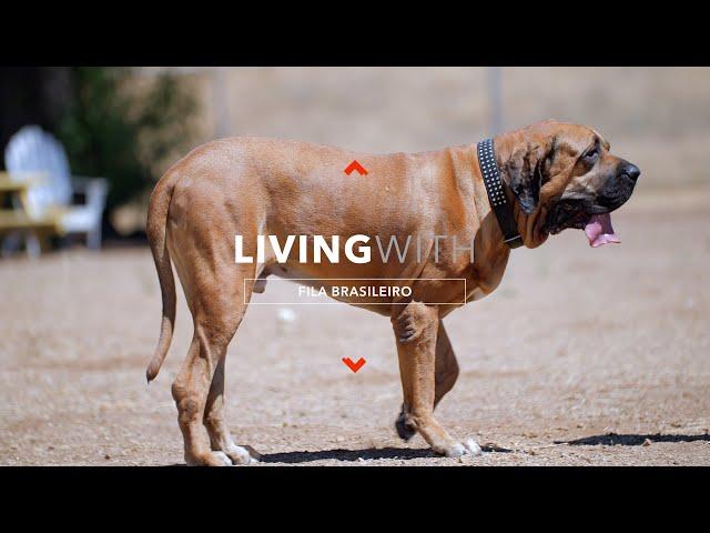 LIVING WITH FILA BRASILEIRO