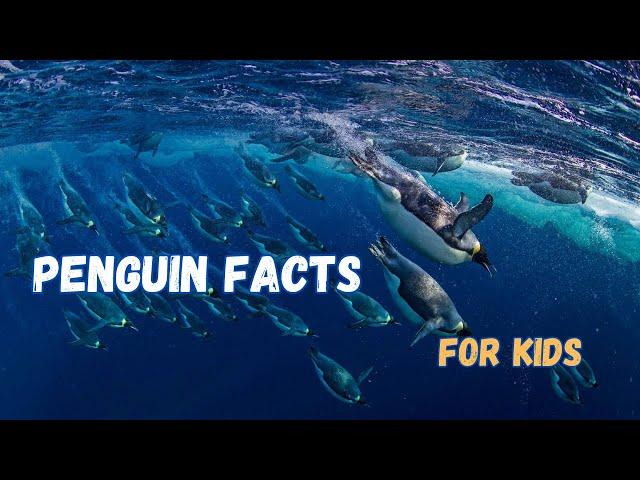 5 Incredible Penguin Facts for Kids | Explore this Fun and Educational Video