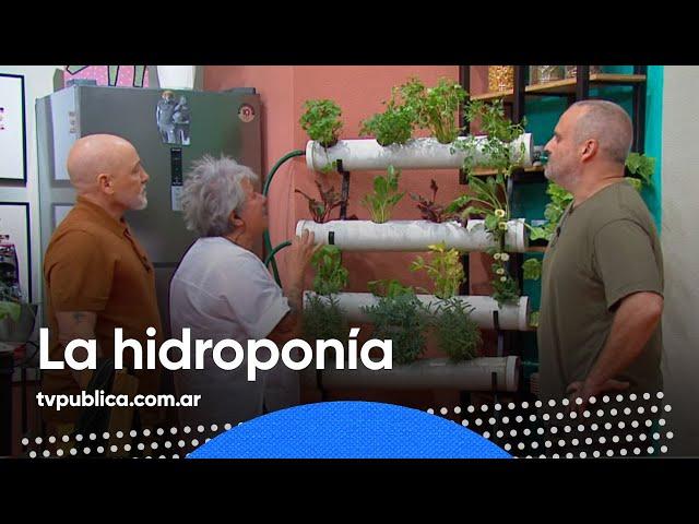 Hidroponías: ¿Cómo Hacer una Huerta Casera? - Cocinate