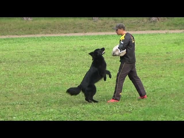 2021 IGP CACT Dmitrov Russia IGP-2 6 V Raidugina and Blackberry House Chara GSD C73