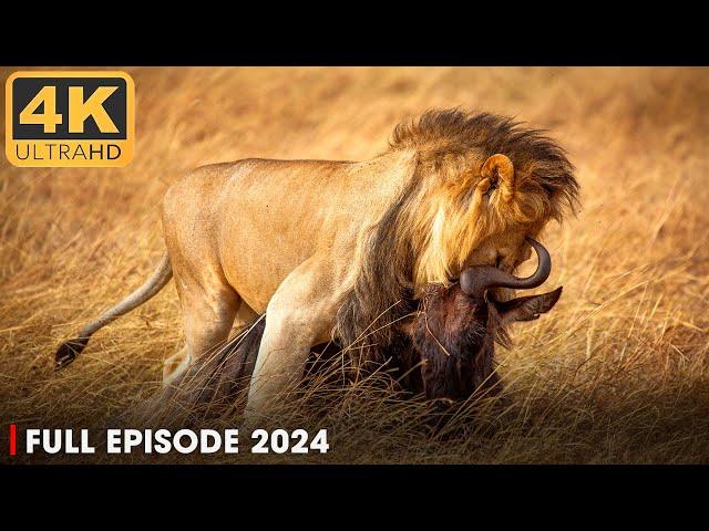 WILD NAMIBIA | Lion Pride: Never Ending Battle | Nature Animal Documentary