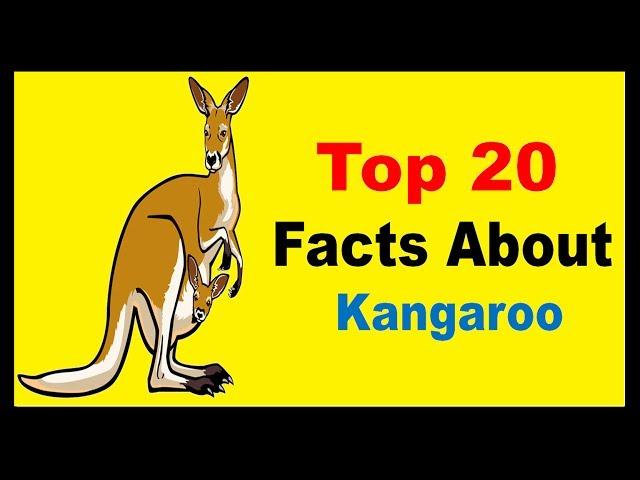 Kangaroo - facts